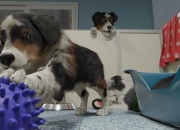 照顾宠物小游戏：趣味互动欢乐多