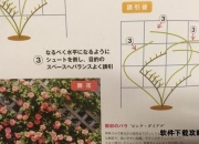 花藤栽培全攻略：打造立体花园的15个关键步骤