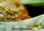 《趣味蚂蚁小游戏：微观世界的大乐趣》