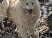 银狐多少钱一只-市场价格影响因素及选购指南