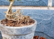 麻梨疙瘩树种解析：来源特征与常见问题全解答