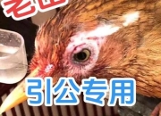 画眉鸟母声高清音源下载_野生鸟类鸣叫素材免费获取