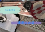 游戏流浪日记攻略资源不足难题高效收集技巧分享