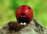 《趣味瓢虫小游戏：欢乐无限的微观世界》