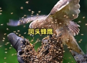 蜂鹰克星_揭秘黄蜂天敌的捕食秘技