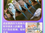 虎皮鹦鹉饮食指南：食物选择与营养搭配全解析