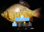 俄罗斯钓鱼攻略 痛点剖析与解决之道