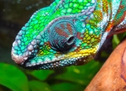 变色龙攻略 痛点剖析与解决方案全知道