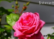 黑玫瑰完全培育指南