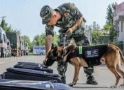 警犬小游戏、警犬特训智勇出击极限任务大挑战