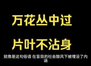 万花丛中过-片叶不沾身的出处溯源与意境解析