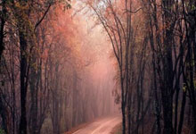 兰花怎么养？从选盆到浇水的全套养护攻略，新手也能变专家！