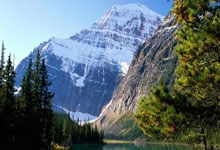 百合花，静默的圣洁与生命的回响