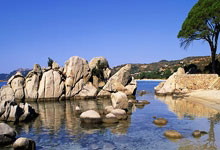 告别黄叶烂根！养好盆栽玫瑰的5个关键养护步骤